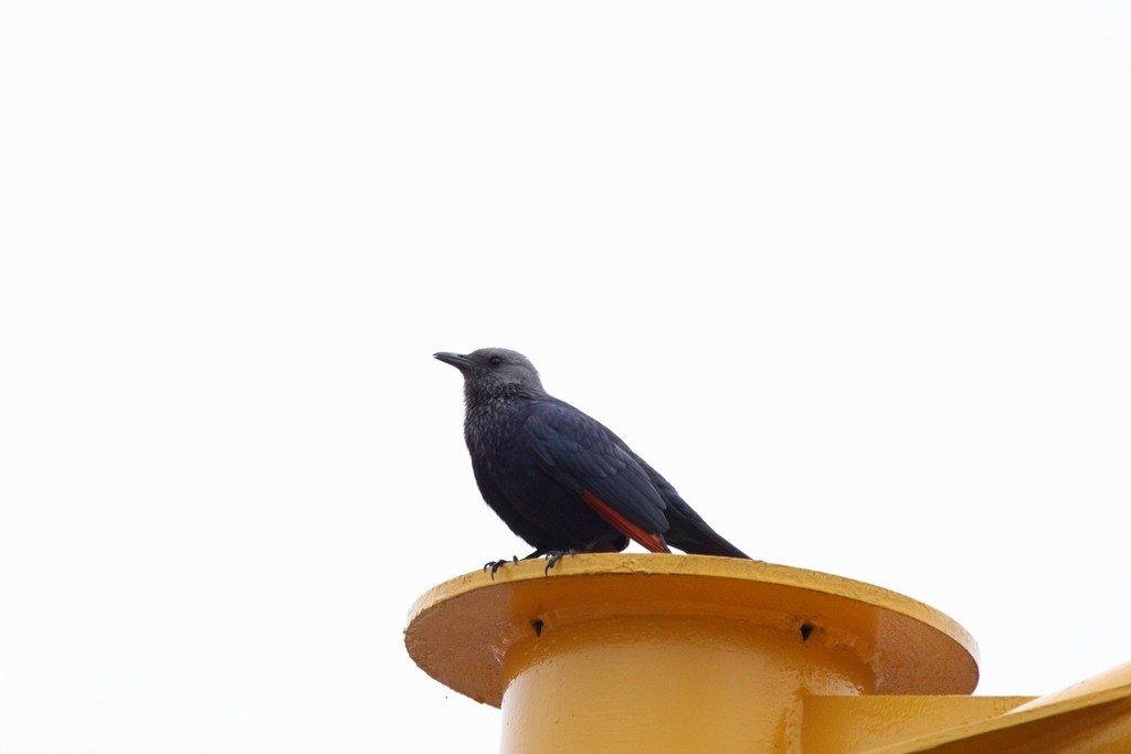 Red-winged Starling - ML644736023