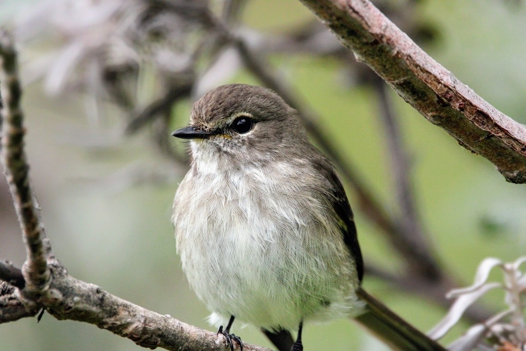 African Dusky Flycatcher - ML644736028