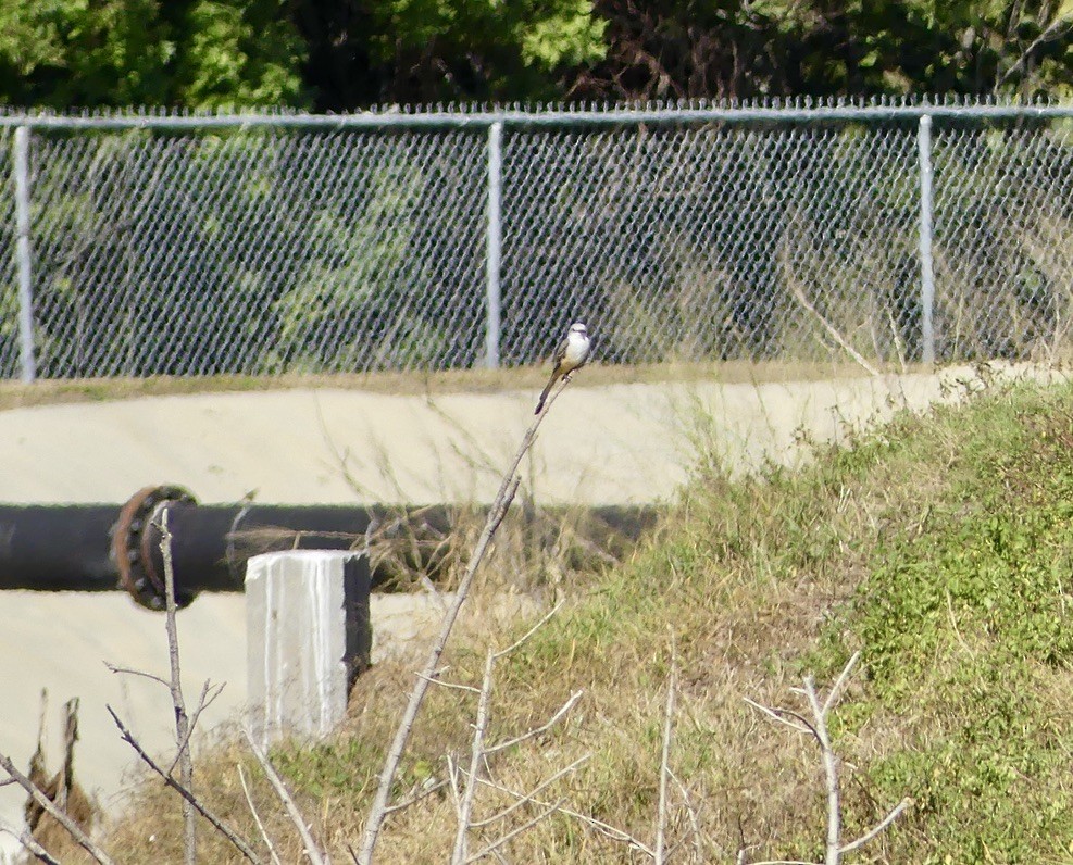 Scissor-tailed Flycatcher - ML644736033