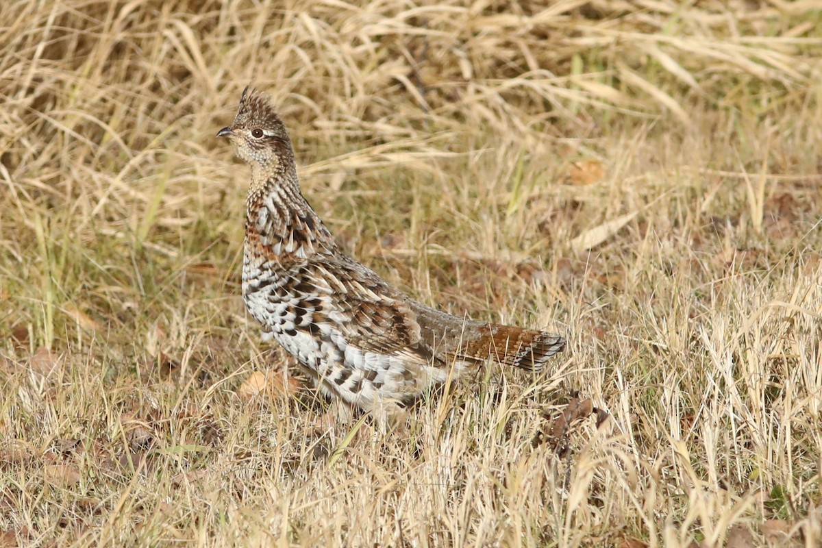 kragejerpe - ML644736043