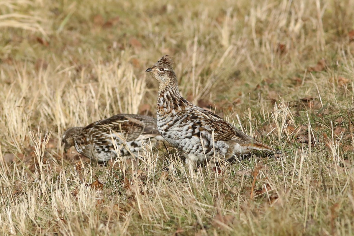 kragejerpe - ML644736044