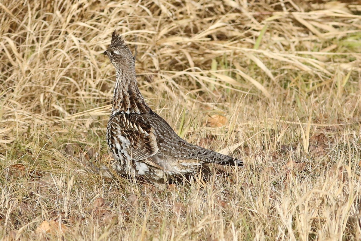 kragejerpe - ML644736045