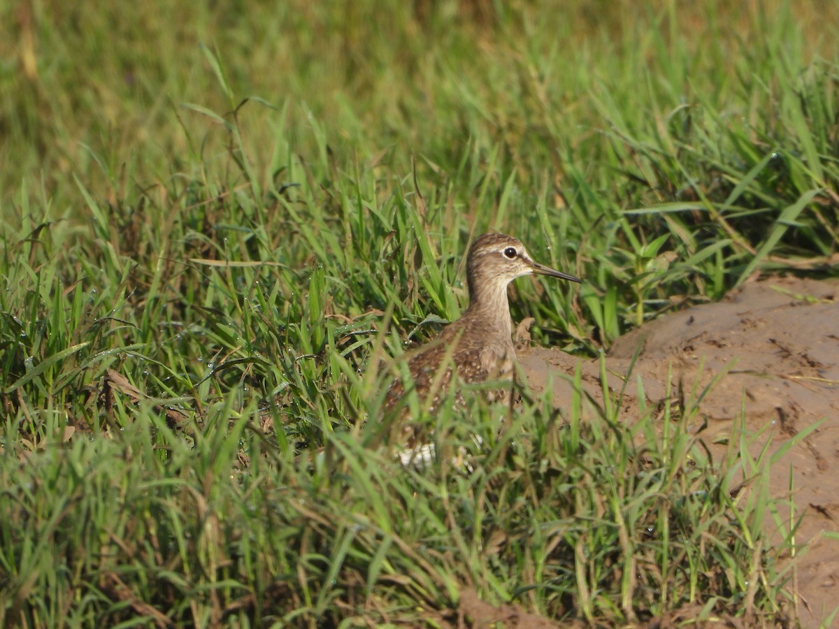タカブシギ - ML644736058