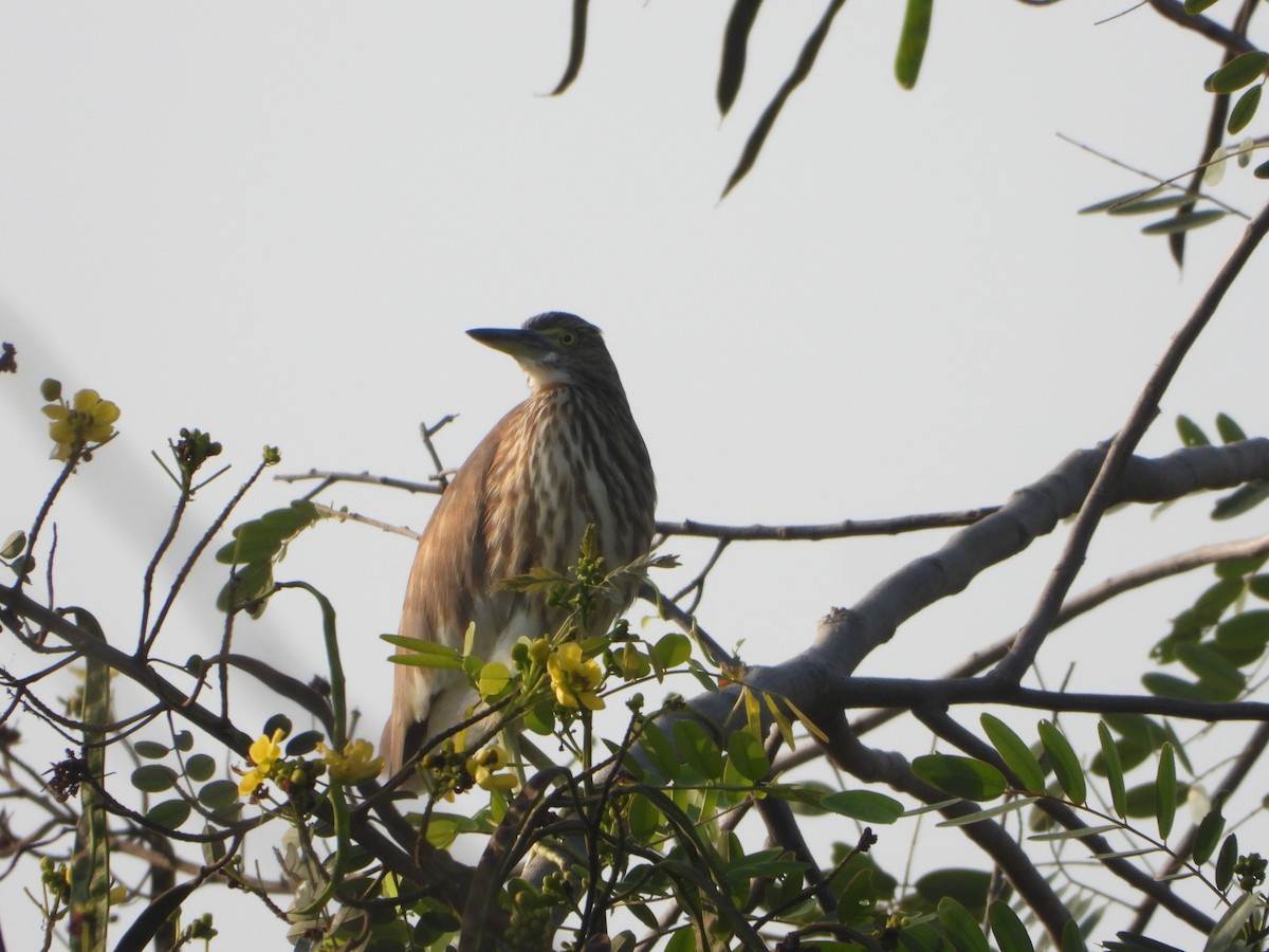 Paddyreiher - ML644736061