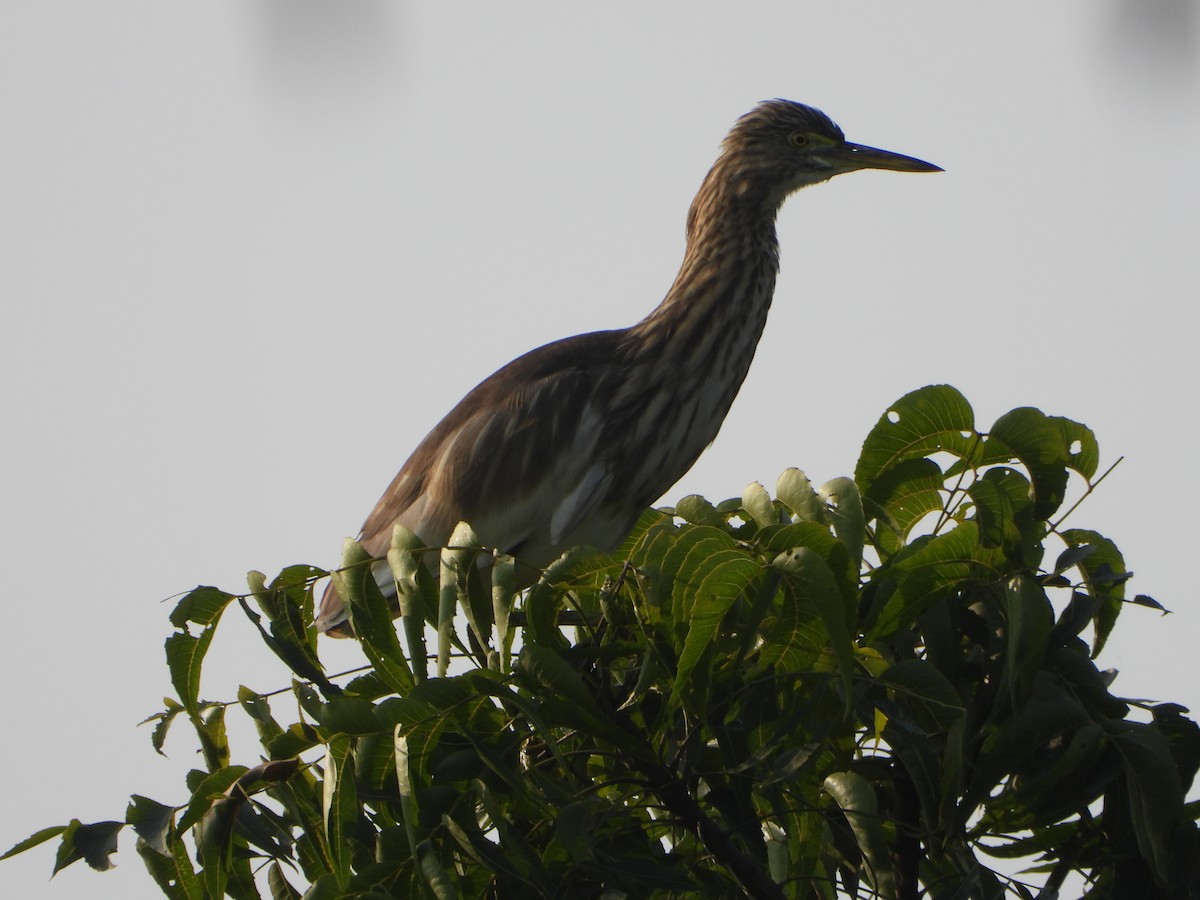 Paddyreiher - ML644736065