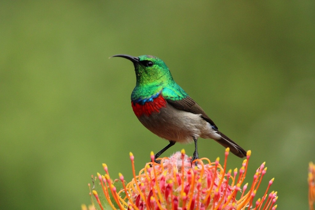 Southern Double-collared Sunbird - ML644736076