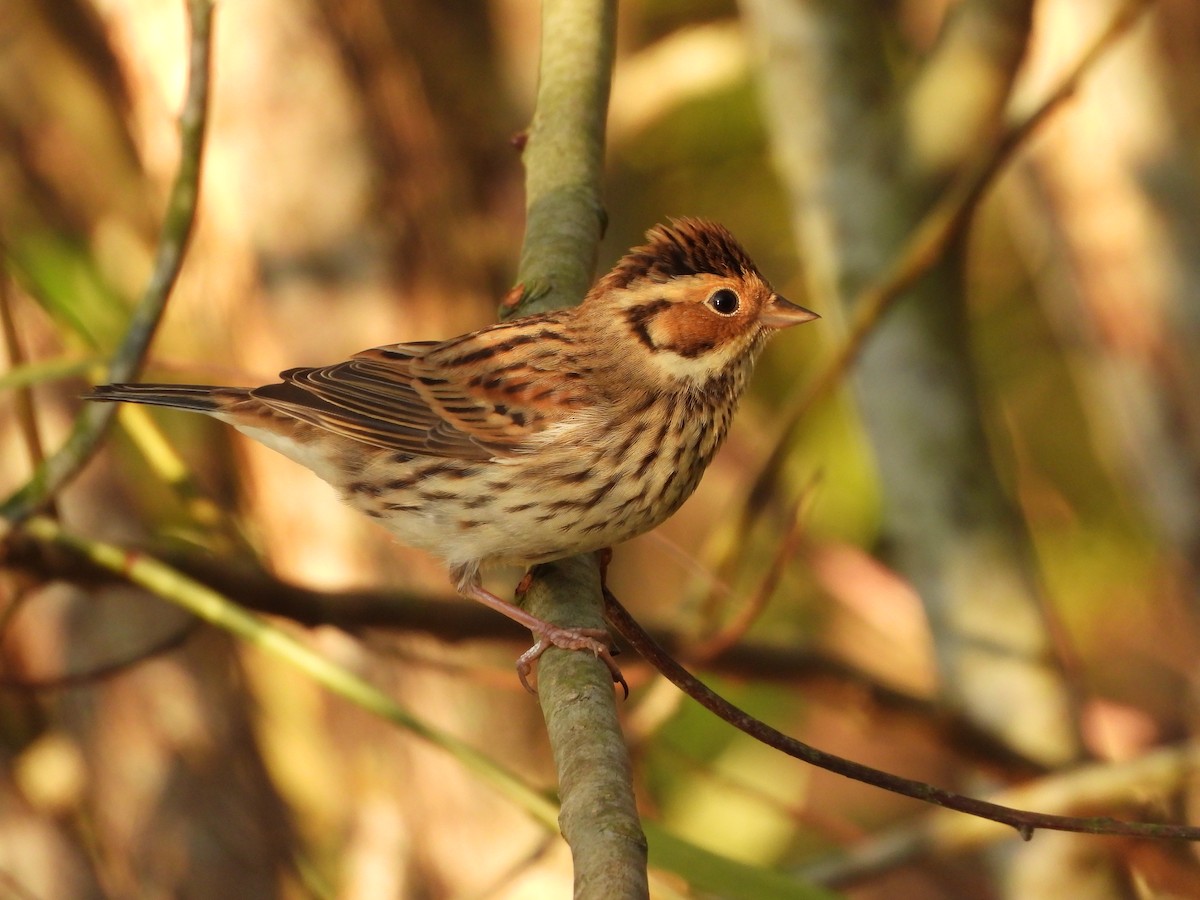 Little Bunting - ML644736082
