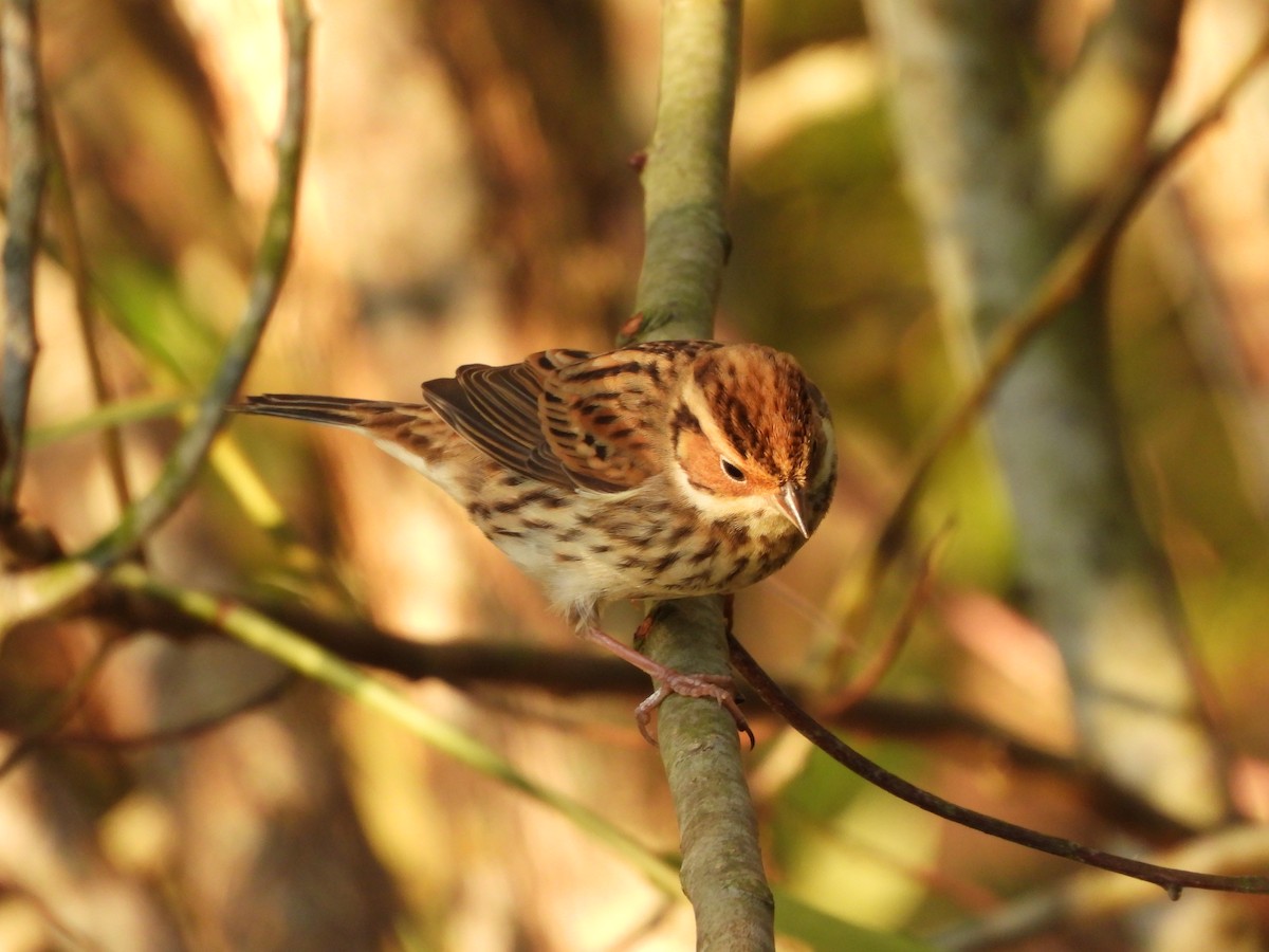 Little Bunting - ML644736083