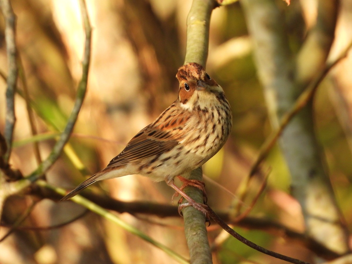 Little Bunting - ML644736084