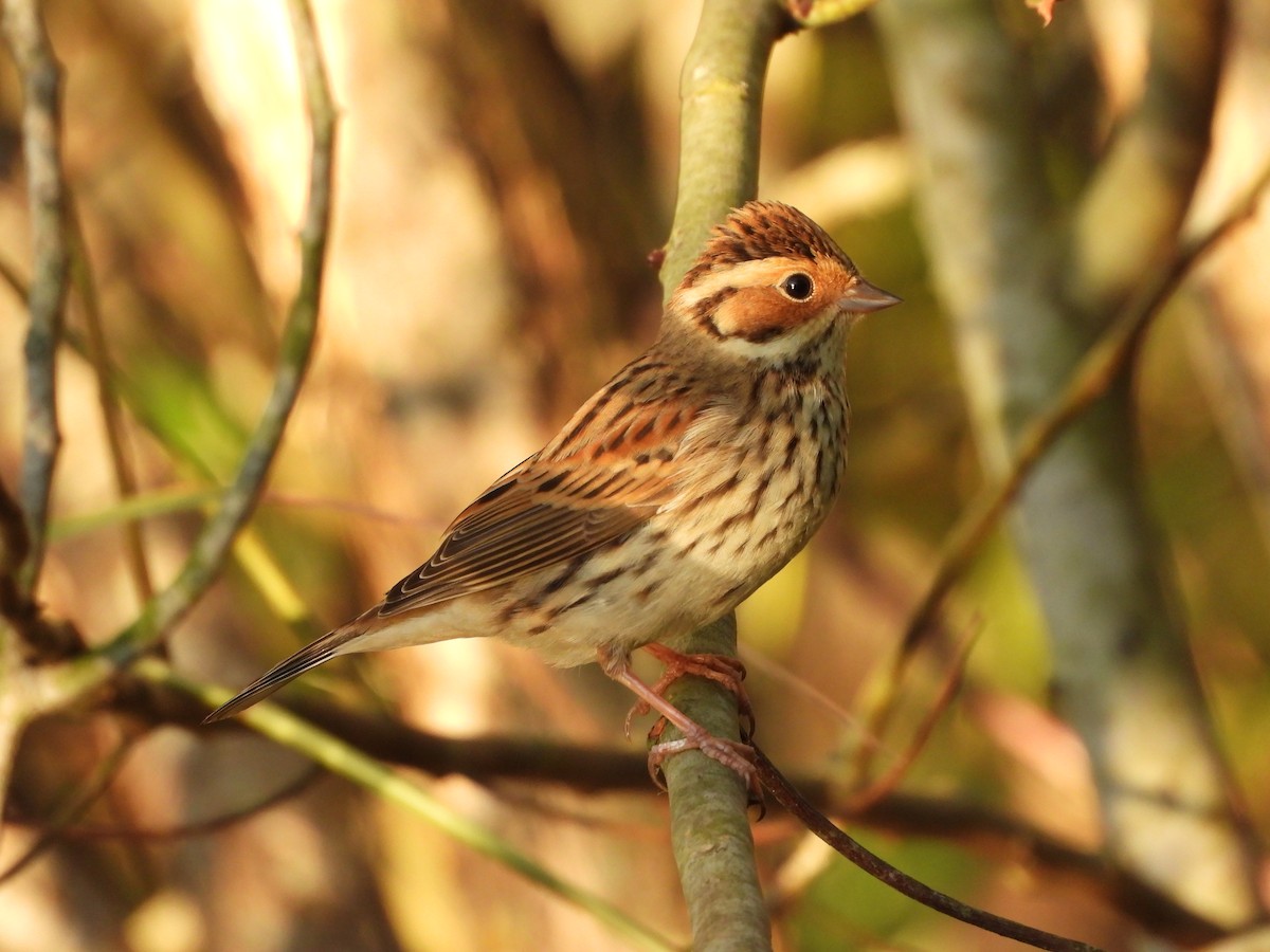 Little Bunting - ML644736085