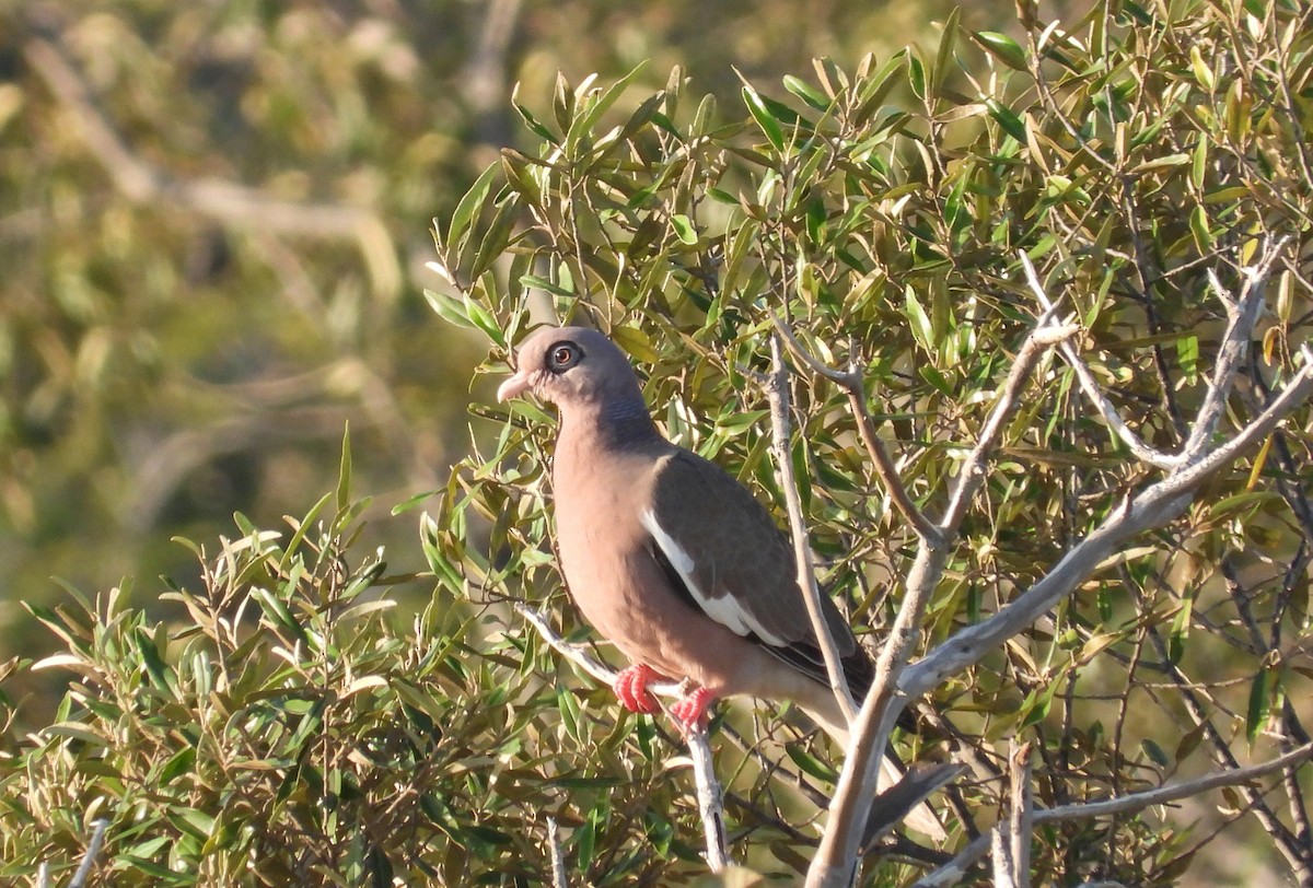 Bare-eyed Pigeon - ML644736092