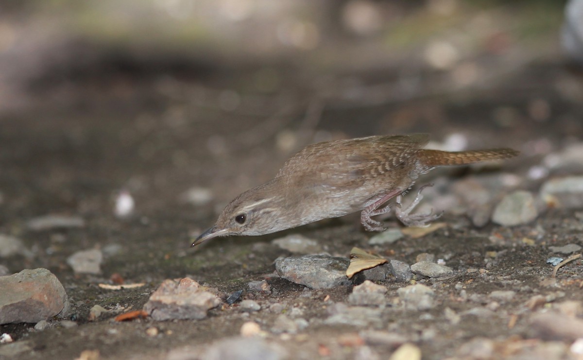 hussmett (brunneicollis gr.) (brunstrupesmett) - ML644736098