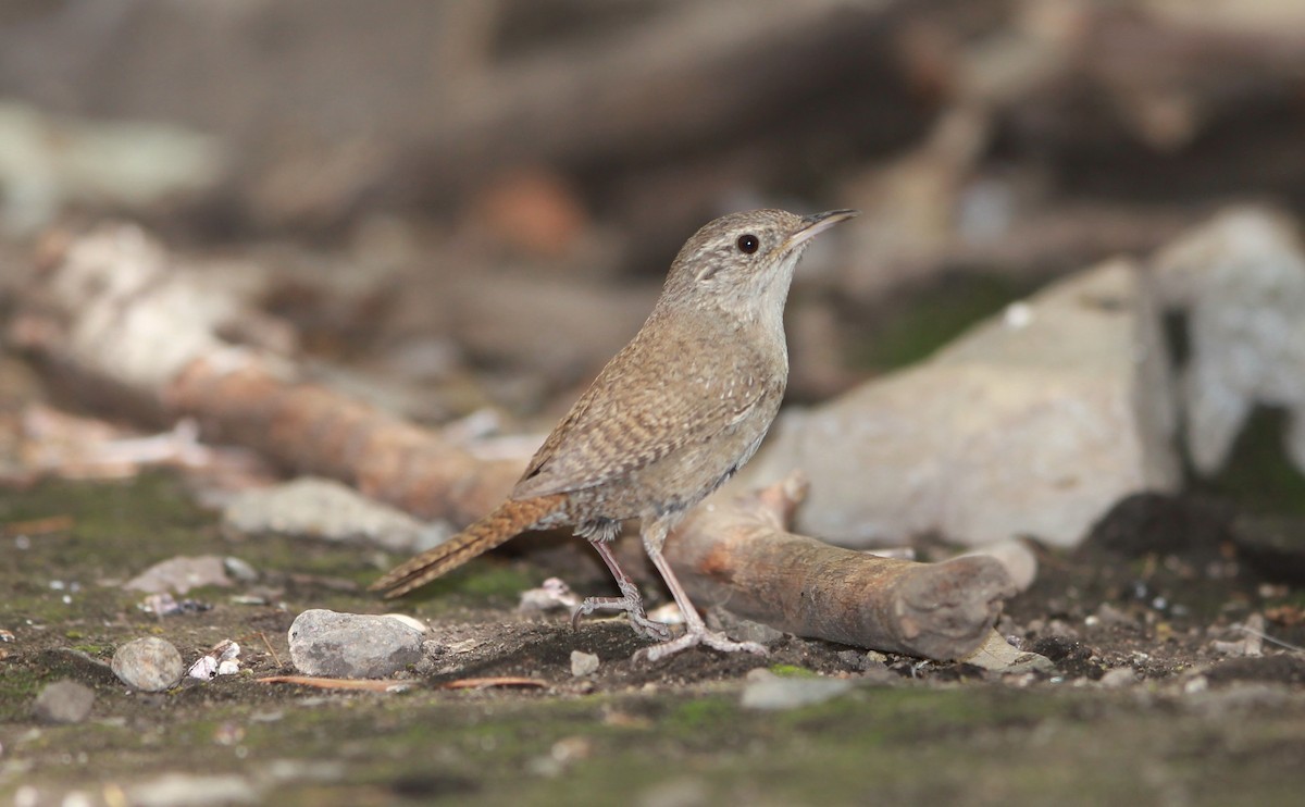 hussmett (brunneicollis gr.) (brunstrupesmett) - ML644736100