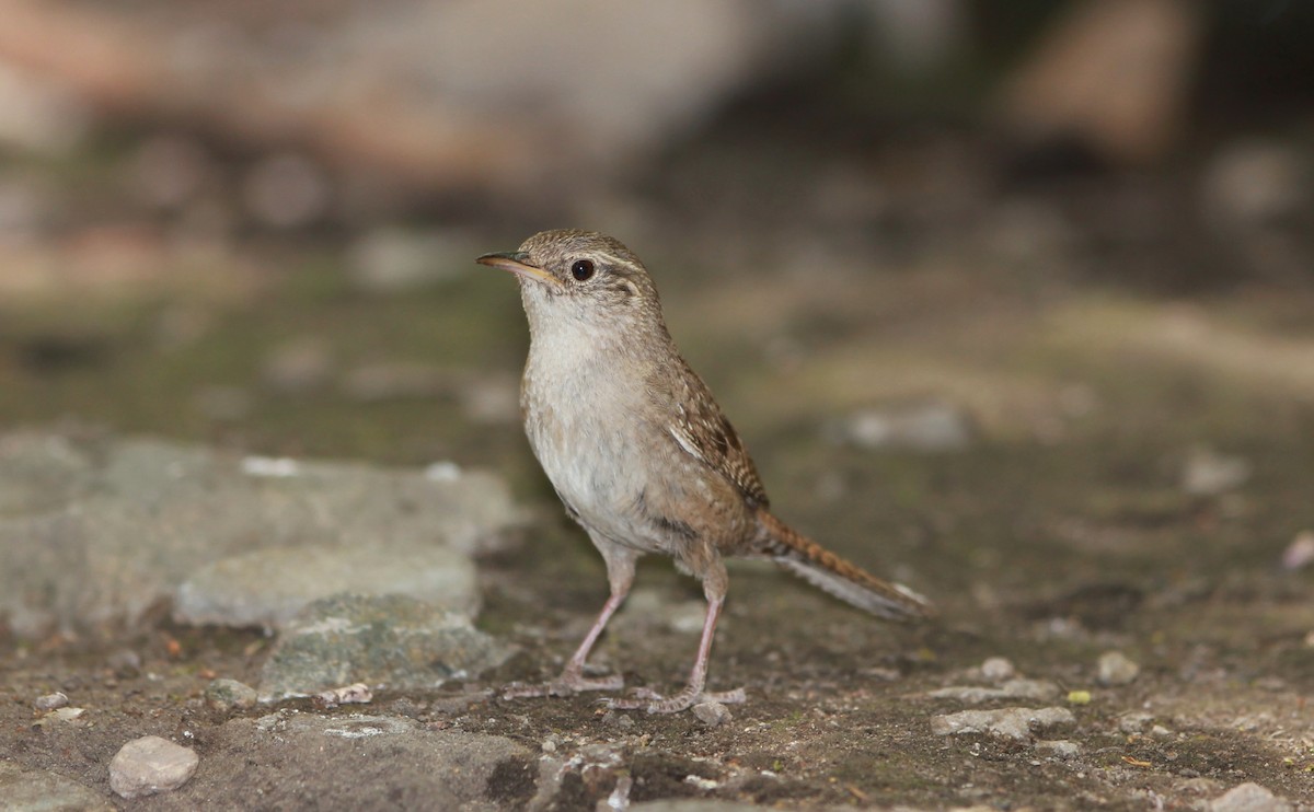 hussmett (brunneicollis gr.) (brunstrupesmett) - ML644736101