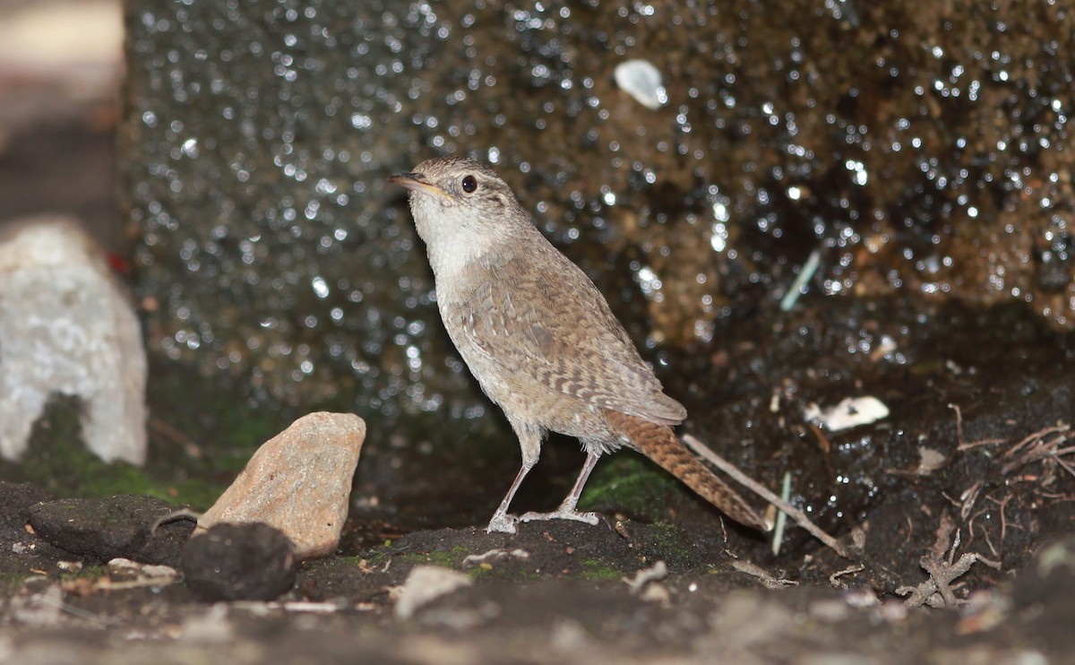 hussmett (brunneicollis gr.) (brunstrupesmett) - ML644736103