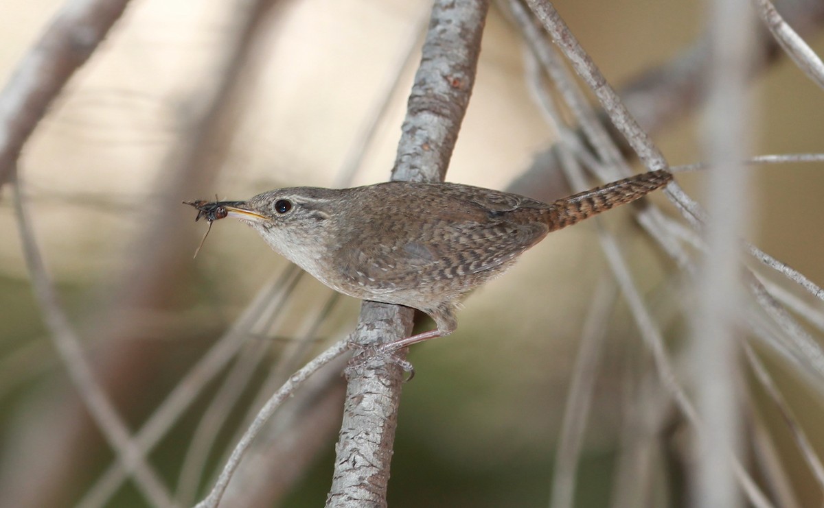 hussmett (brunneicollis gr.) (brunstrupesmett) - ML644736104