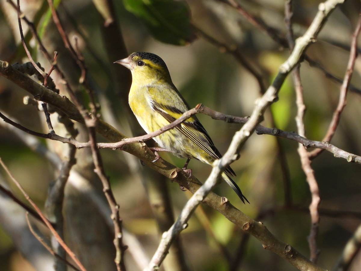 Eurasian Siskin - ML644736105