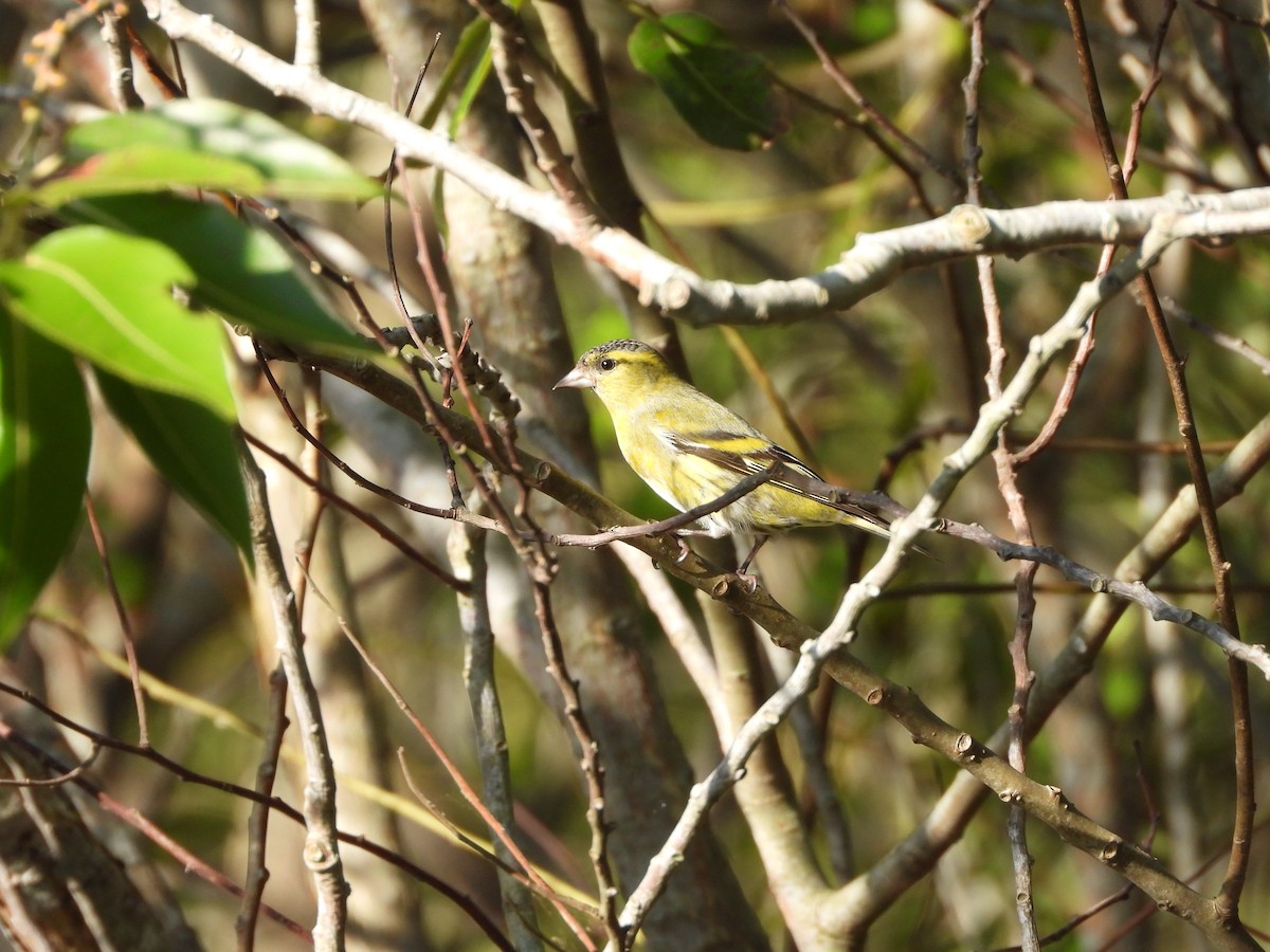 Eurasian Siskin - ML644736106