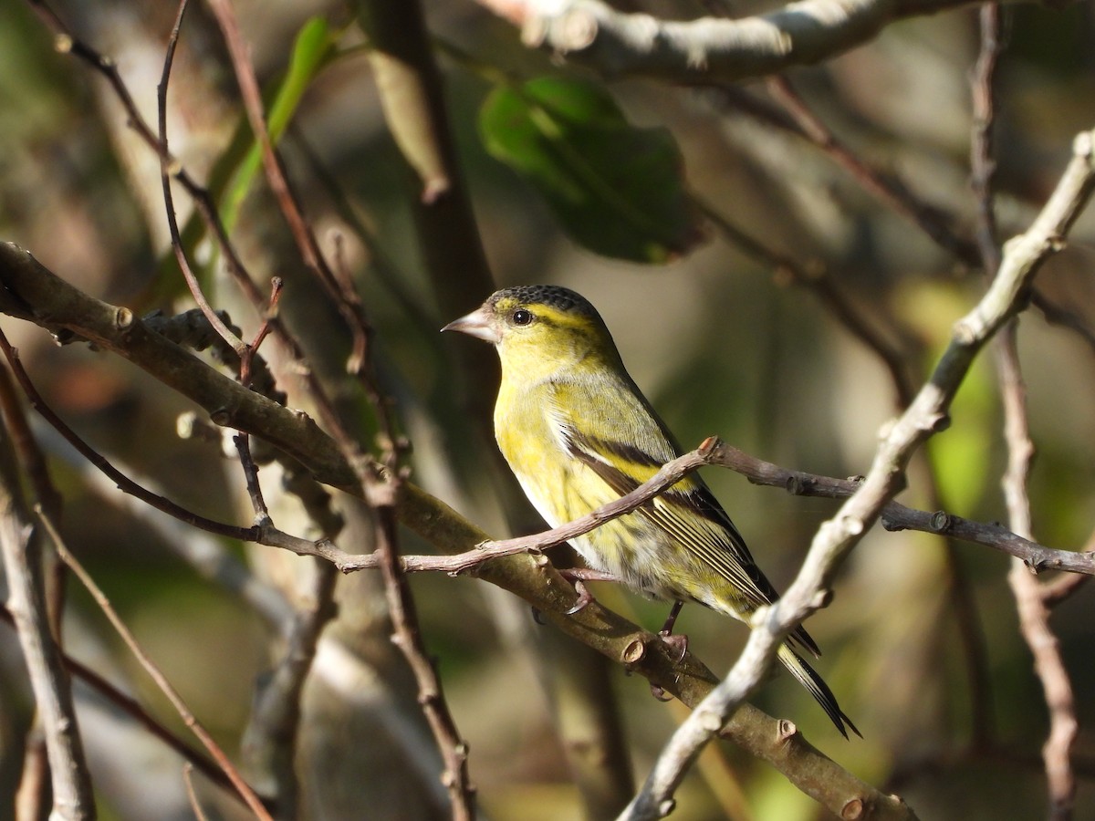 Eurasian Siskin - ML644736107
