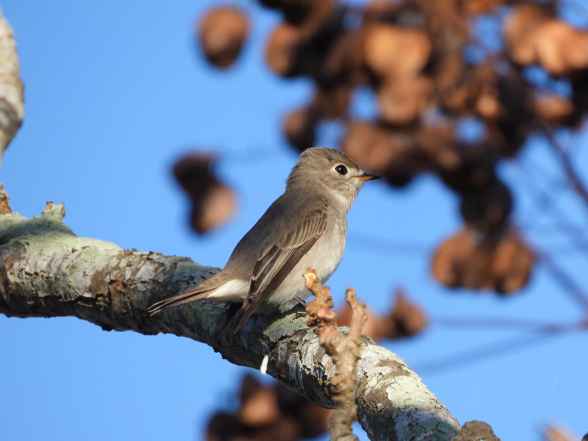 Asian Brown Flycatcher - ML644736117