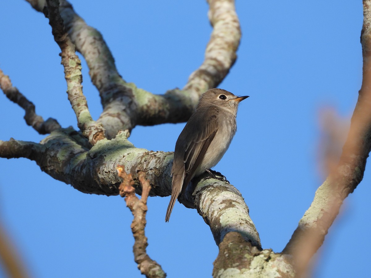 Asian Brown Flycatcher - ML644736118