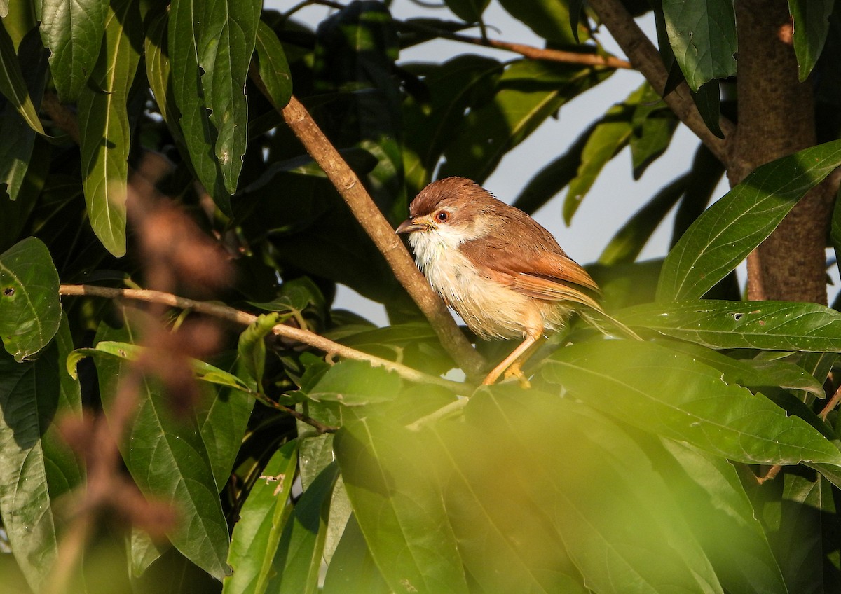 Yellow-eyed Babbler - ML644736119