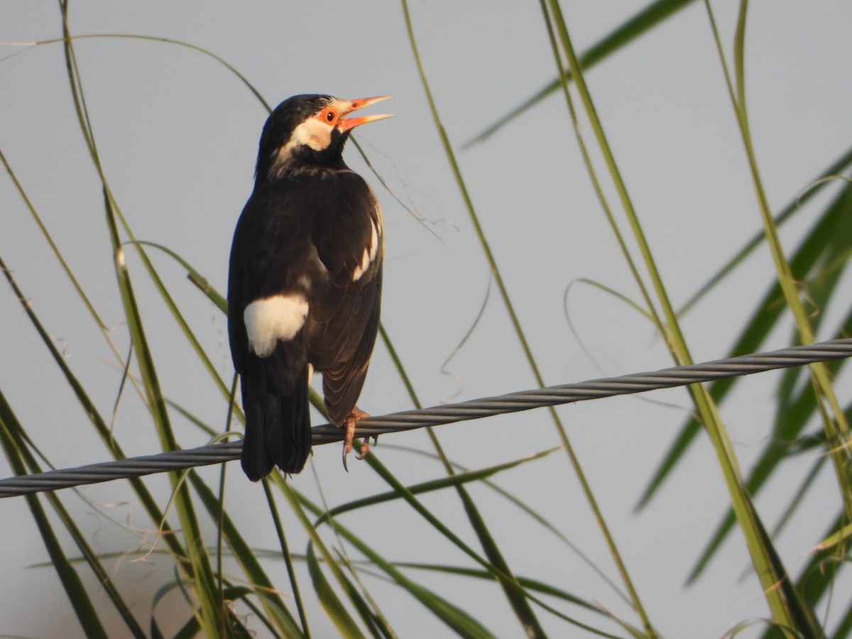 Indian Pied Starling - ML644736122