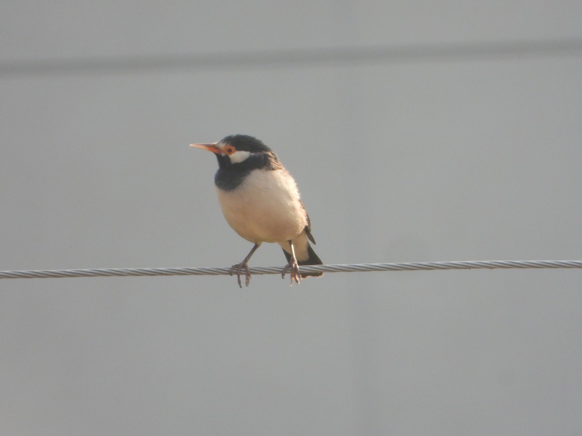 Indian Pied Starling - ML644736123
