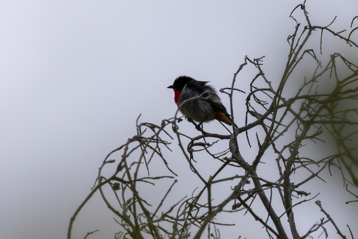 ヤドリギハナドリ - ML644736136