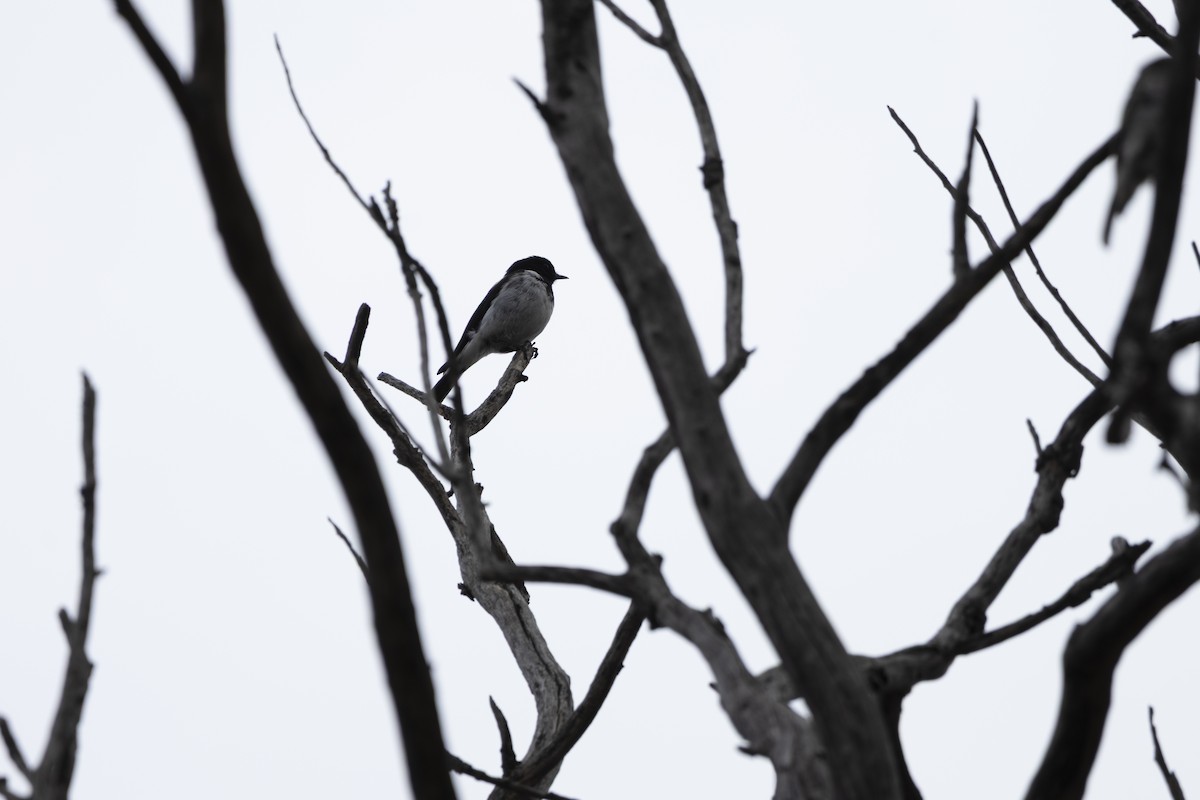 Пегая дриада - ML644736162