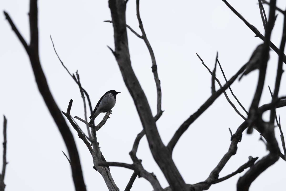 Пегая дриада - ML644736163