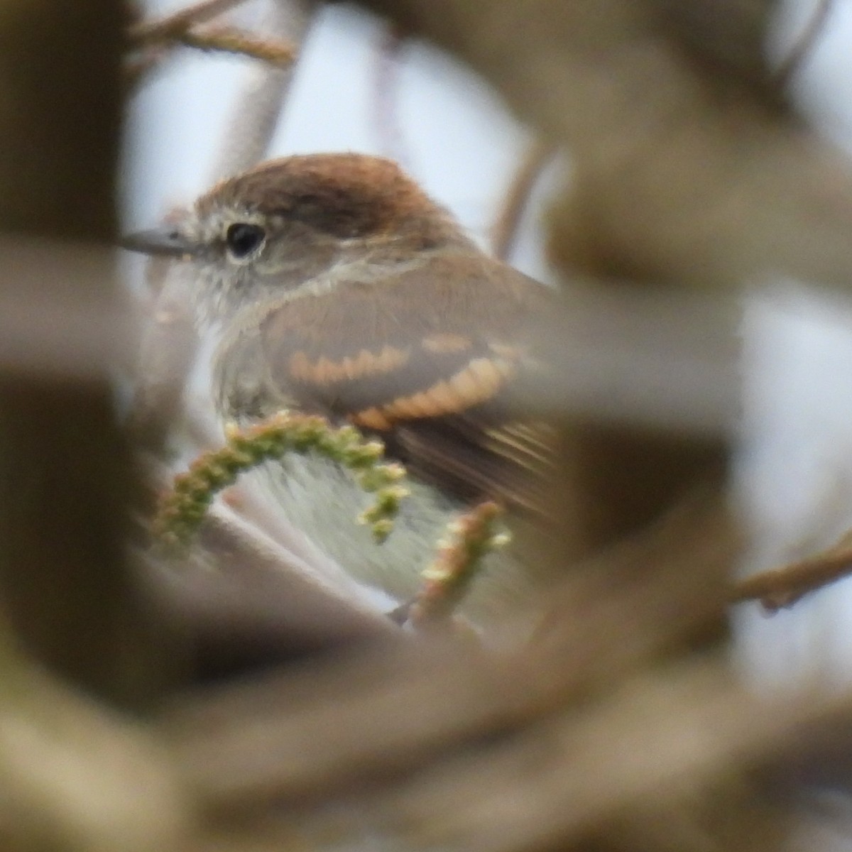 Mouse-gray Flycatcher - ML644736165