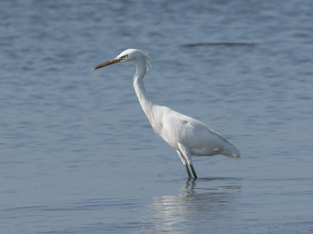 Chinese Egret - ML644736167
