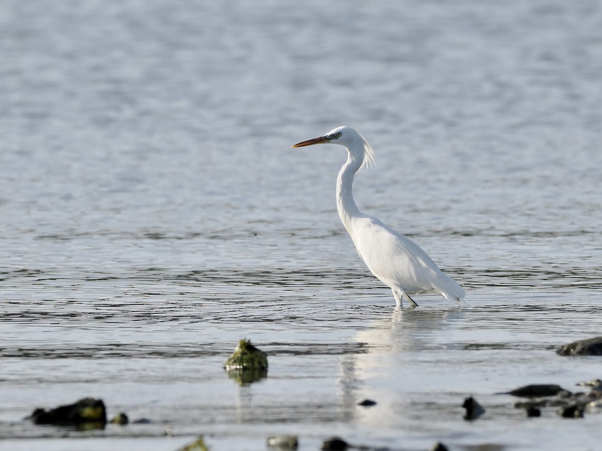 Chinese Egret - ML644736175
