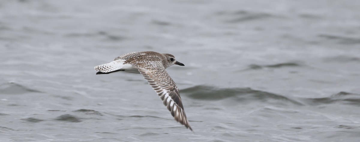 Black-bellied Plover - ML644736180