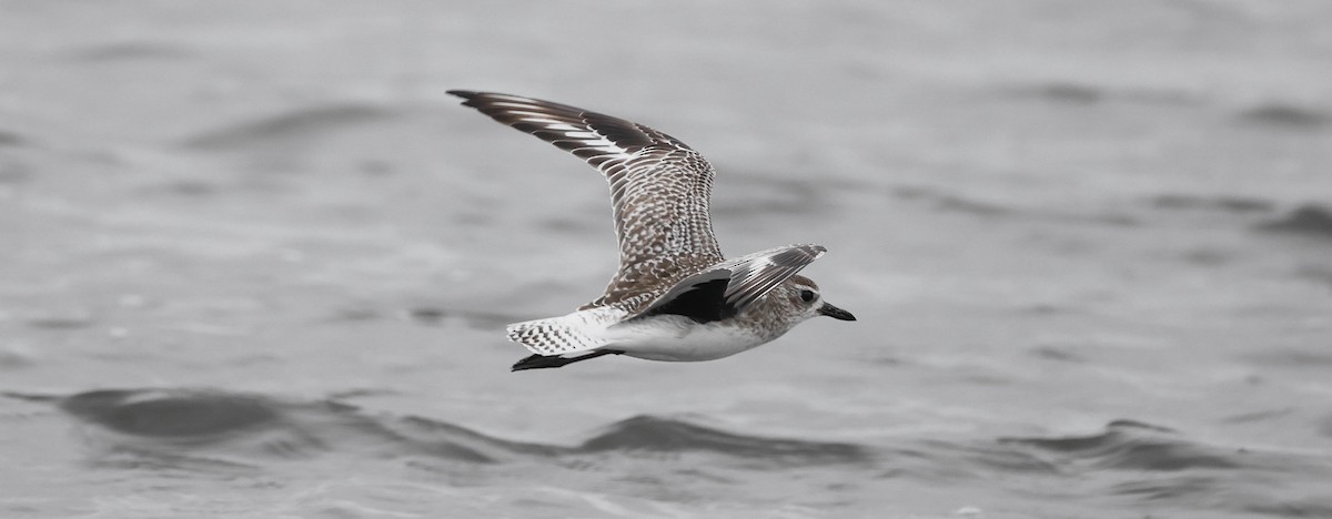 Black-bellied Plover - ML644736181