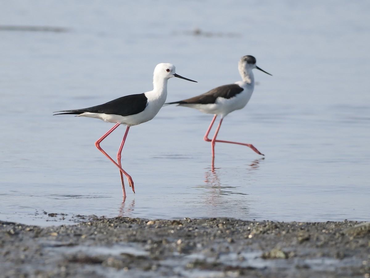 Black-winged Stilt - ML644736182