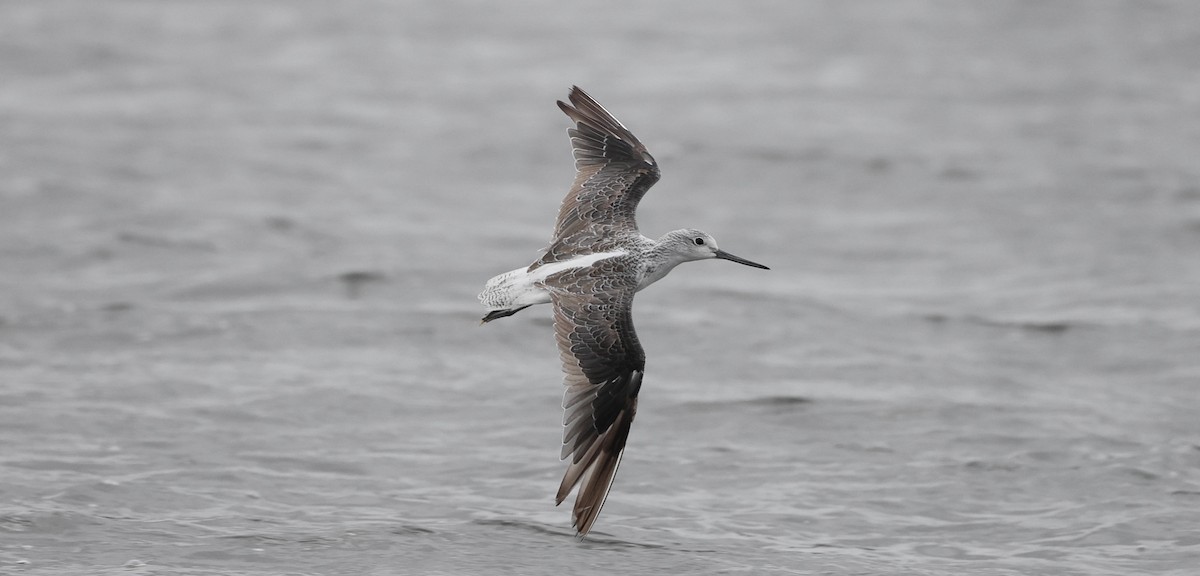 Common Greenshank - ML644736184