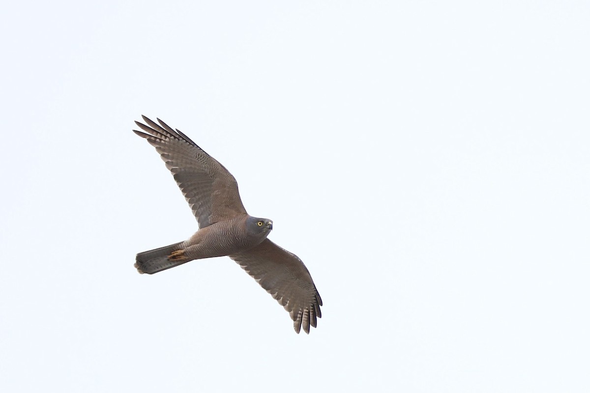 Brown Goshawk - ML644736186