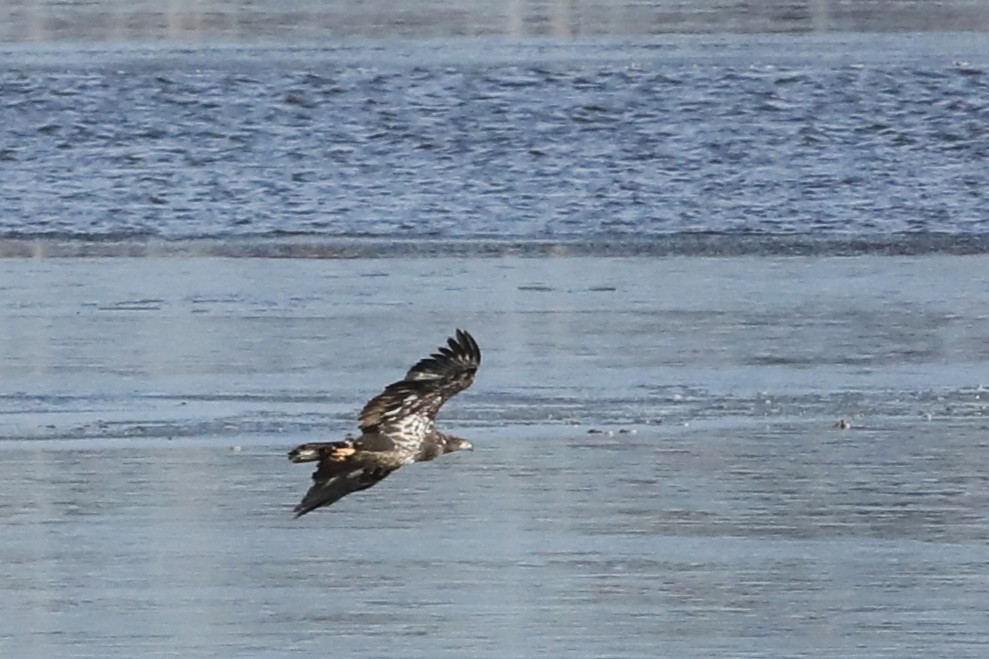 Pygargue à tête blanche - ML644736189