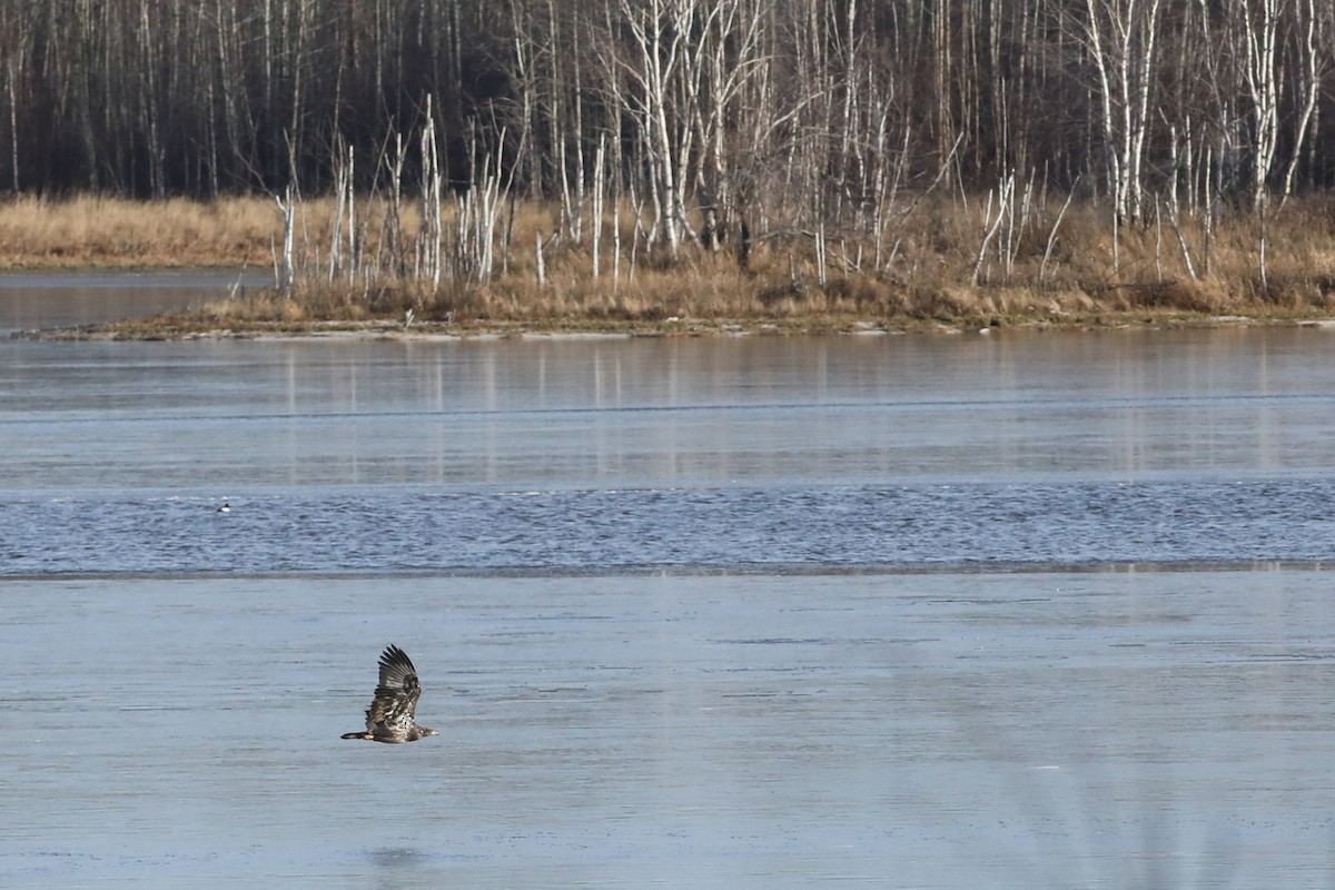 Pygargue à tête blanche - ML644736190