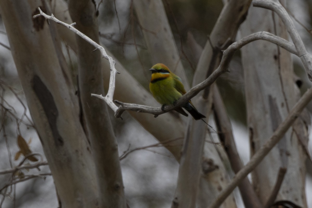 Rainbow Bee-eater - ML644736195