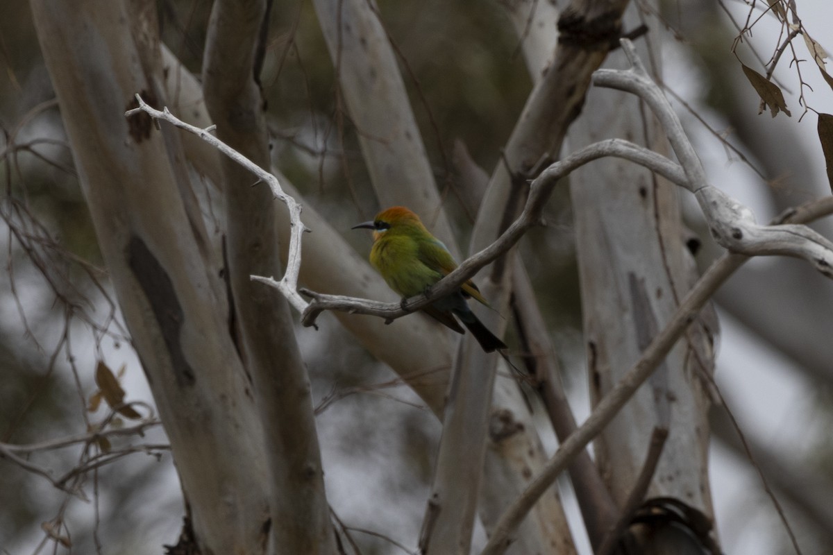 Rainbow Bee-eater - ML644736196