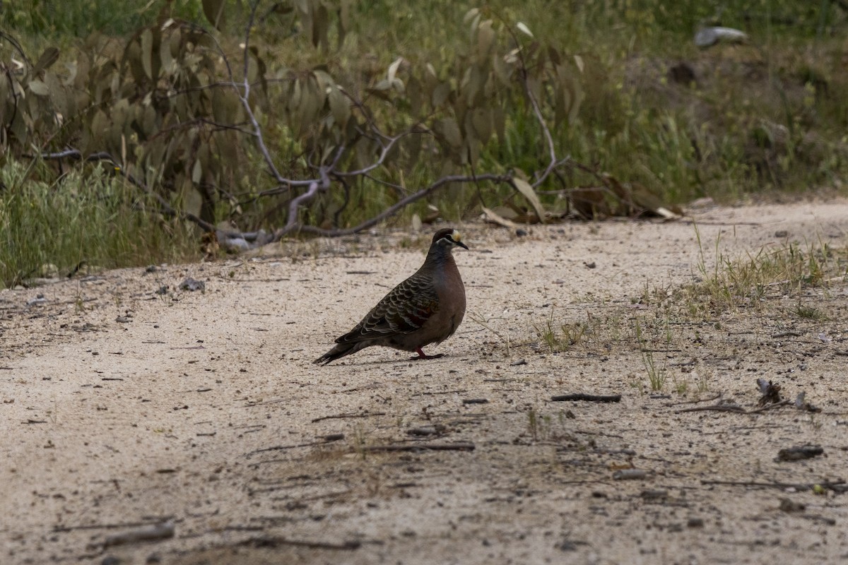 Common Bronzewing - ML644736197