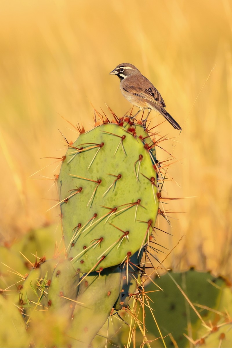 ノドグロヒメドリ - ML644736200