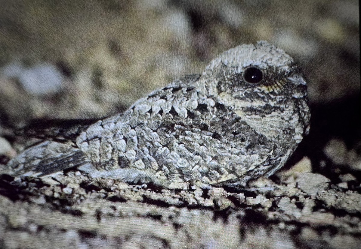 Common Poorwill - ML644736201