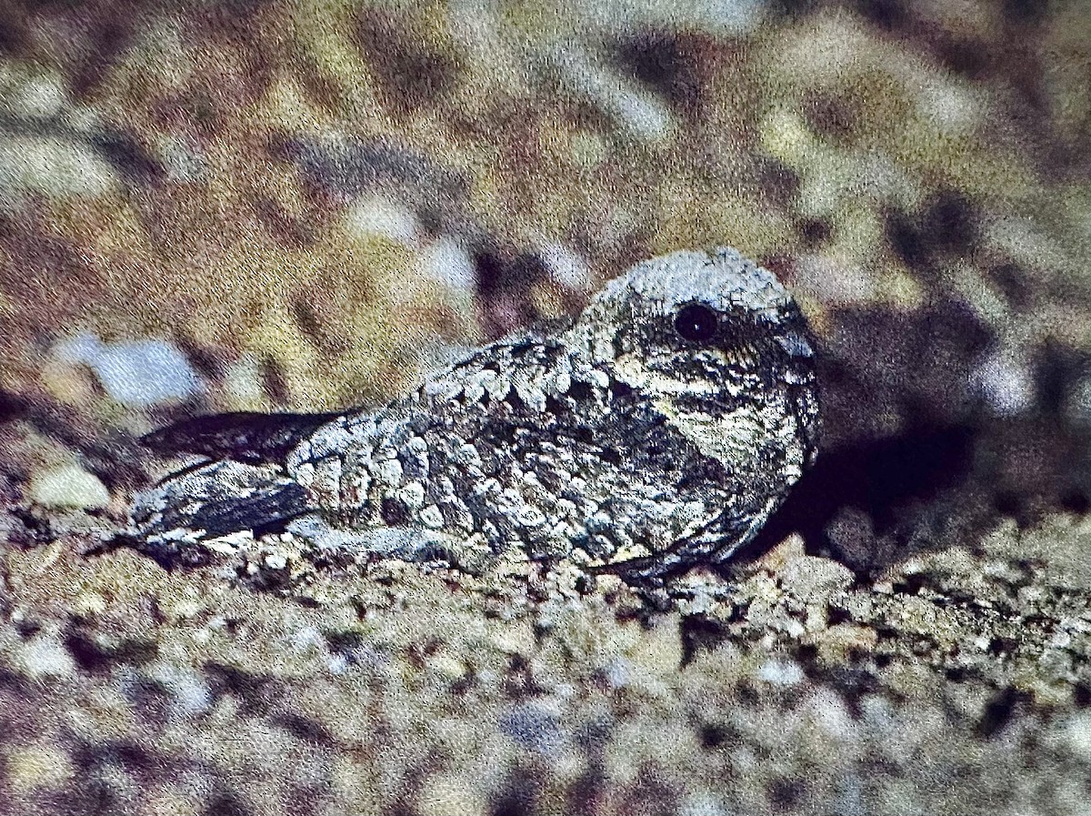 Common Poorwill - ML644736202