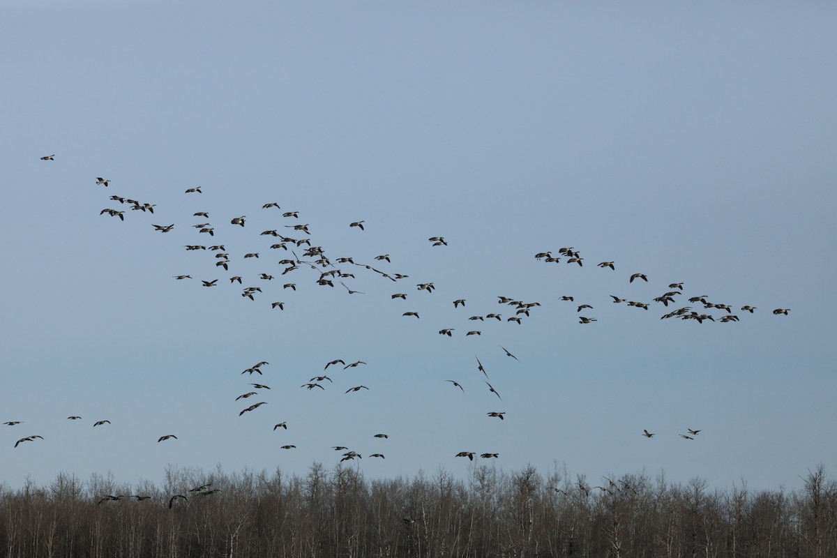 Canada Goose - ML644736205