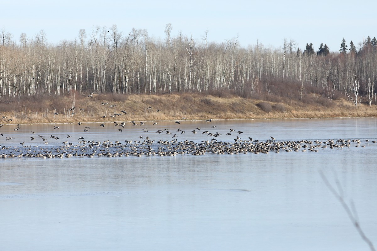 Canada Goose - ML644736206