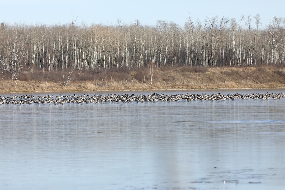 Canada Goose - ML644736207